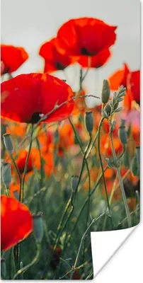 Produktbild von MuchoWow® Poster Mohn - Blumen - Rot - Lila - Wiese 20x40 cm - Plakat - Foto