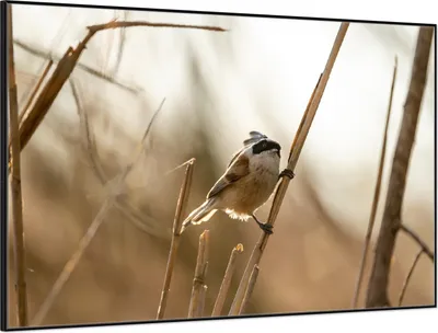 Produktbild von Wallario Wandbild Vogel im Schilf, Größe: 61 x 91,50 cm, Poster mit schwarzem Aluminiumrahmen