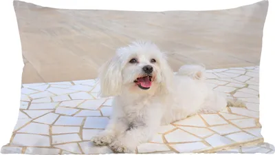 Produktbild von MuchoWow® Zierkissen Sofakissen Wohnzimmer Dekokissen 50x30 cm Ein Malteser Hund liegt auf einem Weg - Wohnzimmerdekoration - Polster mit Photo