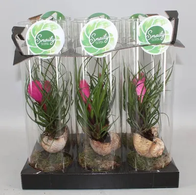 Obrázok produktu pre Modrá tillandsia (Tillandsia cyanea) – izbová rastlina, priemer 11 cm, výška 38 cm, exotická dekorácia