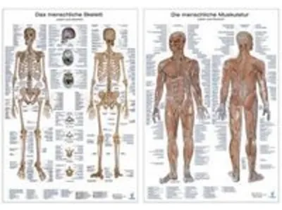 Produktbild von Anatomie-Lehrtafeln im Doppelpack ' Die menschliche Muskulatur ' und  ' Das menschliche Skelett '