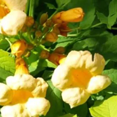 Obrázek produktu pro 2 x  žlutá trubačka  - Campsis radicans 'Flava'  | 50-60 cm v kontejneru