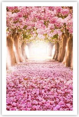 Produktbild von Poster - Poster ohne Rahmen - Baum Blumen Kirsche Natur - 61x91,5 cm - Wand Bild - Wanddeko - Wandbilder - Kunstposter - Wandposter - Bilder - Kunstdruck - Wanddekoration - Wandbild - P2XPA61x91-2794