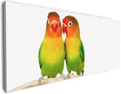 Produktbild von Wallario Premium Leinwandbild Papageien auf dem dünnen Ast in Größe 50 x 125 cm