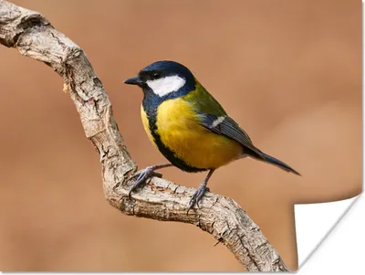 Produktbild von MuchoWow® Poster Vogel - Kohlmeise - Zweige 120x90 cm - Wandbild