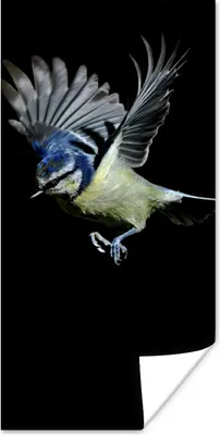 Produktbild von MuchoWow® Poster Vogel - Federn - Porträt 20x40 cm - Plakat - Foto