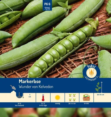 Artikelbild 1 von 'Markerbse Wunder von Kelvedon' aus der Kategorie Markerbsensamen