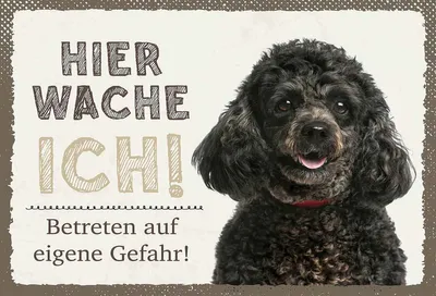 Produktbild von vianmo Holzschild 20x30 cm Pudel hier wache eigene Gefahr