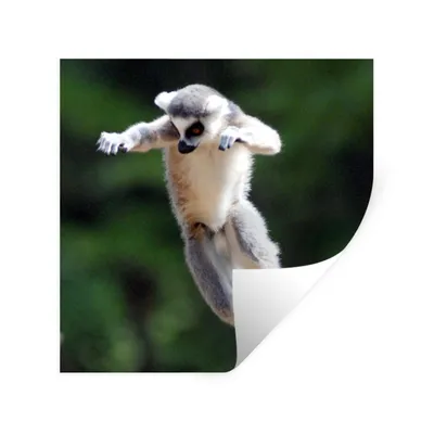 Produktbild von MuchoWow® Wandtattoo Wandsticker Wandaufkleber Affe - Ringschwanzlemur - Baum 100x100 cm Selbstklebend und Repositionierbar - Wierderverwendbar - Selbstklebend