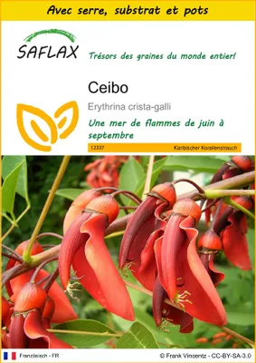 Image de SAFLAX Ensemble de culture - Ceibo - 6 graines - Erythrina