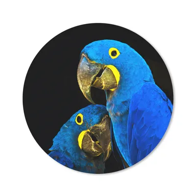 Produktbild von MuchoWow® Mauspad Mousepad Papagei - Vogel - Federn - Blau 30x30 cm - Mousepads - Maus Mat - Pad - Mausunterlage - Tischunterlage - Schreibtischmatten