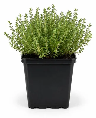 Produktbild von Thymus vulgaris - echter Thymian - 9cm Topf - 10-25cm - Set mit 6 Pflanzen