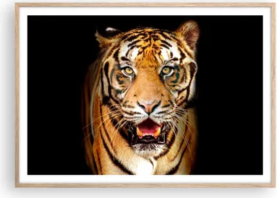 Produktbild von Gerahmtes Poster - Rahmen in heller Eiche - tiger tier - 100x70 cm - Wand Bild - Wanddeko - Wandbilder - Kunstposter - Wandposter - Bilderrahmen - Bilder - Kunstdruck - Wandbild - P2NAA100x70-4103