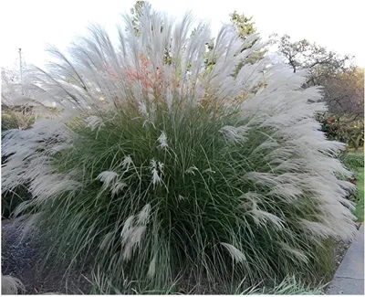 Produktbild von Stauden Gänge 3 x Miscanthus sinensis 'Yaku Jima' im 1 Liter Topf - Chinaschilf - Die ideale Wahl für kleine Flächen mit großem Charme - Winterhart
