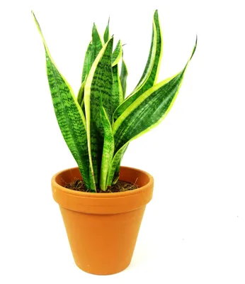 Obrázok produktu pre Gardners Sansevieria trifasciata Laurentii, priemer 17 cm