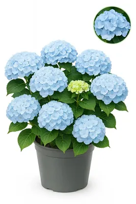 Zdjęcie produktu dla Egzotyczne serce – Hortensia – Hydrangea Forever & Ever – Niebieska – 7–12 kwiatów – doniczka 23 cm