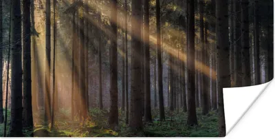 Produktbild von MuchoWow® Poster Bäume - Wald - Sonne - Pflanzen 40x20 cm - Poster für die Wand - Poster Schlafzimmer