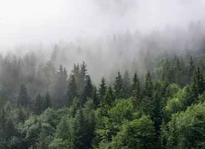 Produktbild von A.S. Création Fototapete Designwalls Waldtapete grau grün weiß Vlies glatt