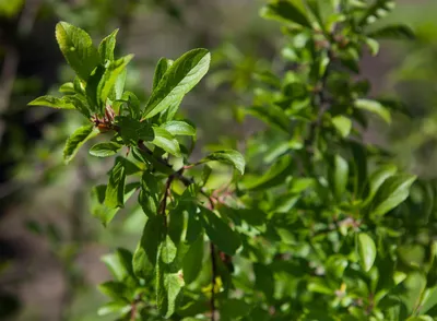 Produktbild von Prunus spinosa, Schlehdorn, 40–60 cm, dornig, heimisch