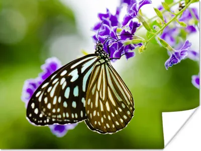 Produktbild von MuchoWow® Poster Lavendel - Schmetterling - Botanisch 80x60 cm - Kunst für zu Hause