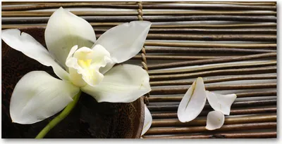 Produktbild von Tulup Glas-Bild -140x70- Wandkunst Dekorative Wand für Küche & Wohnzimmer - Blumen & Pflanzen - Orchidee - Weiß