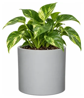 Produktbild von Mica Decorations Blumentopf - grau - matt - Keramik - 19 x 17 cm