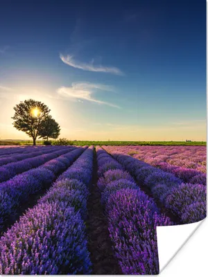 Produktbild von MuchoWow® Poster Lavendel - Sonne - Baum - Blumen - Lila 120x160 cm - Wandbilder