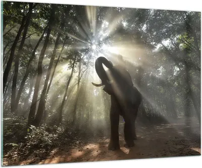 Produktbild von Bilder auf glas - Elefant Dschungel  - 100x70cm - Glasbilder - Wandbilder - Kunstdruck - zum Aufhängen bereit - Wanddekoration aus Glas - Glas Bilder - Wandbild auf Glas - Einteilig - GAA100x70-3835