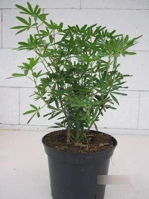 Produktbild von Choisya ternata Snow Flurries - Orangenblume Snow Flurries