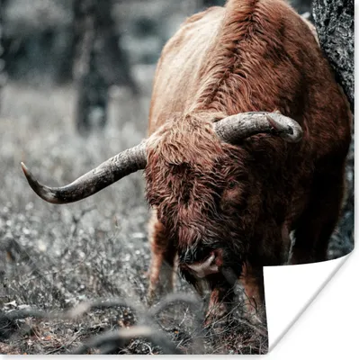 Produktbild von MuchoWow® Poster Schottischer Highlander - Kuh - Winter 75x75 cm - Wand Dekoration