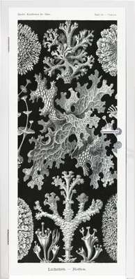 Obrázek produktu pro MuchoWow® Plakát na dveře - Umění - Korál - Ernst Haeckel - Staří mistři - Příroda - 215x80 cm - Samolepicí fólie na dveře