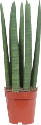 Obrázok produktu pre Tchynin jazyk - Sansevieria rovná - Izbová rastlina - Ø12 cm - Výška približne 40 cm - Jednoduchá starostlivosť a čistenie vzduchu - Ideálna do malých miestností a na polotieňové miesta