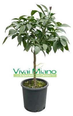 Immagine prodotto di Pianta di Limone Portoghese (vaso - 20)
