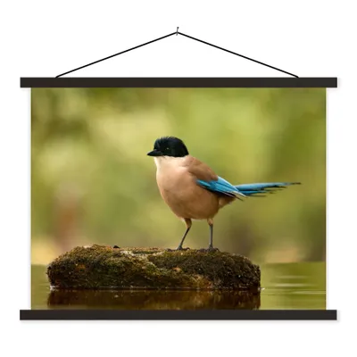 Produktbild von MuchoWow® Textilposter Elster - Vogel - Moos 150x113 cm mit holzfarbenen Rahmen - Poster