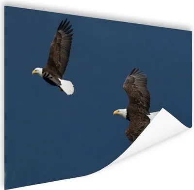 Produktbild von MuchoWow® Poster Weißkopfseeadler - Adler - Paar - Vögel - Fliegen 180x120 cm - Fotoplakat