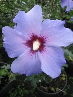 Produktbild von Garten Eibisch Blue Bird - Hibiscus syriacus Blue Bird - 60-80cm