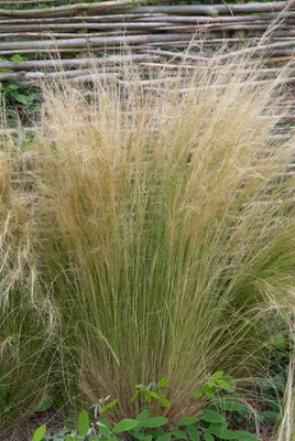Produktbild von Stipa tenuissima 'Ponytails', Ziergras, ca. 1L Topf