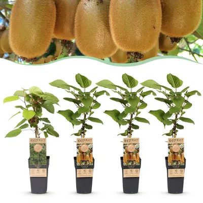 Produktbild von Green boutiQ - Obstpflanze - Actinidia Weiki & Hayward - Kiwi-Pflanze - 1 Männliche - 3 Weibliche - Pflanzen - Grün - Topf 15cm - Höhe 50cm