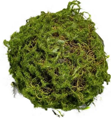 Produktbild von Mooskugel 18 cm Kunstpflanze Flora