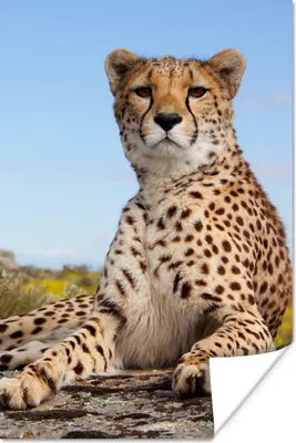 Produktbild von MuchoWow® Poster Leopard - Tiere - Natur 40x60 cm - Plakate für die Wand - Poster Babyzimmer