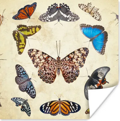 Produktbild von MuchoWow® Poster Botanischer Druck Schmetterlinge 100x100 cm - Babyzimmer
