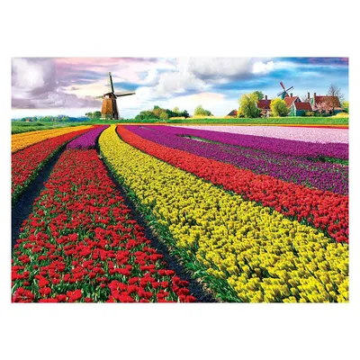 Image de Eurographics Pz. 1000T. Champs de tulipes Pays-Bas 0 0 STK