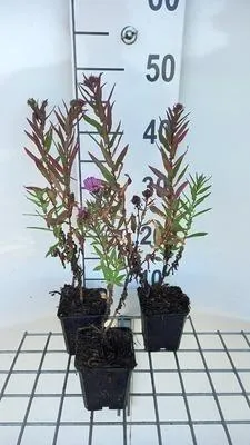 Zdjęcie produktu dla 6 x Aster n.-a. 'Andenken An P. Gerber' - Aster jesienny - doniczka 9 x 9 cm