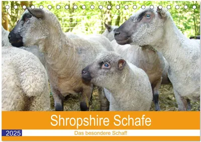 Produktbild von Shropshire Schafe (Tischkalender 2025 DIN A5 quer), CALVENDO Monatskalender
