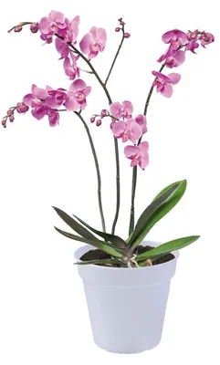 Obrázek produktu pro elho green basics orchid 17cm, Květináč, Volně stojící, Polypropylen (PP), Průhledná, Kulatý, Vnitřní/venkovní