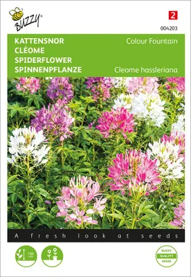 Artikelbild 2 von 'Spinnenpflanze Colour Fountain' aus der Kategorie Spinnenblumensamen