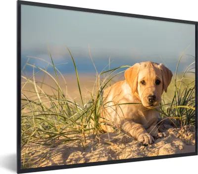 Produktbild von MuchoWow® Gerahmtes Poster Labrador Retriever Welpe liegt auf den Sanddünen 80x60 cm - Poster mit Schwarzem Bilderrahmen Wandposter Rahmen Foto Bilder - Schwarzem - Mit Gestell