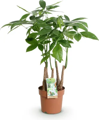 Zdjęcie produktu dla Pachira Aquatica wielopniowa - 50 - 55cm - 17cm - latwa w pielegnacji drzewko