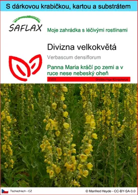 Obrázek produktu pro SAFLAX Dárková sada - Divizna velkokvětá - Verbascum densiflorum - 500 Semena - S dárkovou krabičkou, přepravním štítkem, dárkovou kartou a pěstebním médiem