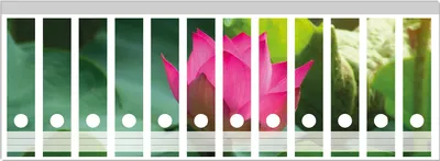 Produktbild von Wallario Ordnerrücken Sticker, selbstklebend für breite Ordner, 12 Stück, Motiv Pinke Lotosblüte im Sonnenschein